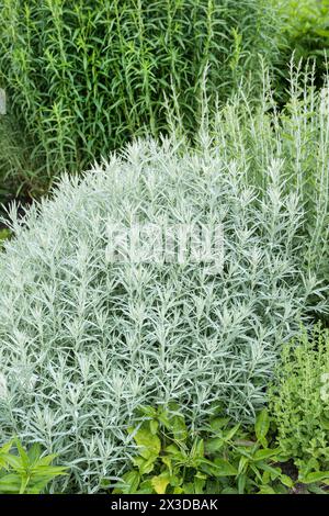 Louisiana-Sagewort, westliches Beifuß, weißer Salbei (Artemisia ludoviciana „Silberkönigin“, Artemisia ludoviciana Silberkönigin), Sorte Silberkönigin Stockfoto