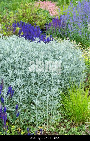 Louisiana-Sagewort, westliches Beifuß, weißer Salbei (Artemisia ludoviciana „Silberkönigin“, Artemisia ludoviciana Silberkönigin), Sorte Silberkönigin Stockfoto