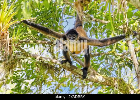 Geoffroy's Spinnenaffen, Schwarzhänder Spinnenaffen, Mittelamerikanischer Spinnenaffen (Ateles geoffroyi), klettert im Regenwald mit Welpen, Costa Rica Stockfoto