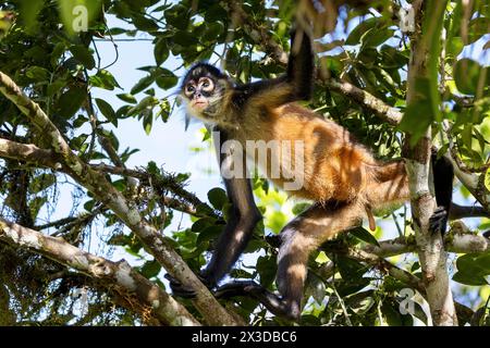 Geoffroy's Spinnenaffen, Schwarzhänder Spinnenaffen, Mittelamerikanischer Spinnenaffen (Ateles geoffroyi), klettert im Regenwald, Costa Rica, Cano ne Stockfoto