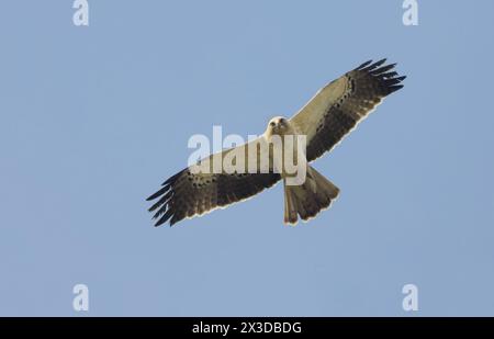 Gebooteter Adler (Hieraaetus pennatus, Aquila pennata), leichte Veränderung im Flug am blauen Himmel, Italien, Toskana Stockfoto