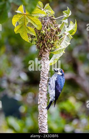 Eichelspecht (Melanerpes formicivorus), Weibchen klettert auf Papaya-Stamm und sucht nach Nahrung, Costa Rica, San Gerardo de Dota Stockfoto