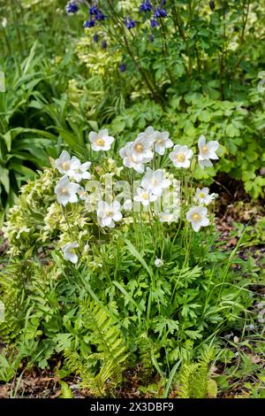 schneeglöckchen Anemone, Schneeglöckchen Windblume (Anemone sylvestris), blüht in einem Garten, Deutschland Stockfoto