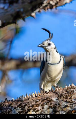 Der weisskehljäher (Calocitta formosa) sitzt auf dem Zweig eines Seidenbaums in Costa Rica, Tarcoles Stockfoto