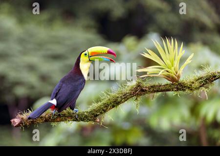 Kielschnabeltukan, Schwefelbrust-Tukan, Keel-Tukan, Regenbogenschnabeltukan (Ramphastos sulfuratus), sitzt auf einem Zweig im Regenwald mit seinem Be Stockfoto