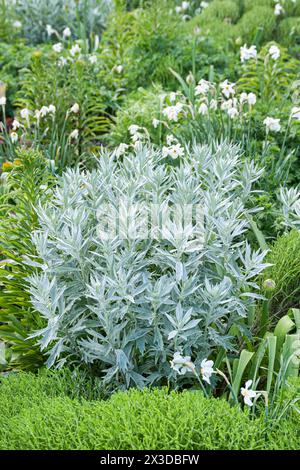 Louisiana-Sagewort, westlicher Beifuß, weißer Salbei (Artemisia ludoviciana „Valerie Finnis“, Artemisia ludoviciana Valerie Finnis), Sorte Valerie Finni Stockfoto