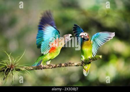 Papagei mit brauner Kapuze (Pinopsitta haematotis), zwei Vögel kämpfen auf einem Zweig im Regenwald, Costa Rica, Boca Tapada Stockfoto