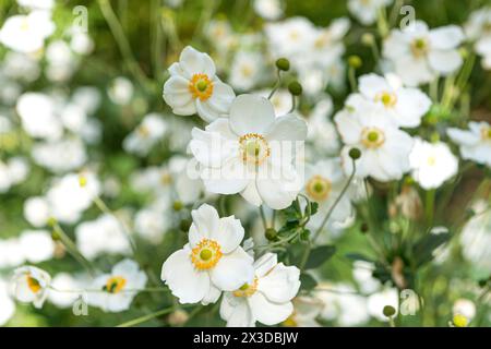 Japanische Anemone, japanische Windblume (Anemone hybrida 'Honorine Jobert', Anemone hybrida Honorine Jobert, Anemone x hybrida Honorine Jobert), Bloomin Stockfoto