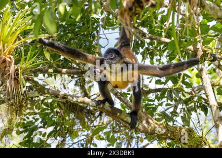 Geoffroy's Spinnenaffen, Schwarzhänder Spinnenaffen, Mittelamerikanischer Spinnenaffen (Ateles geoffroyi), klettert im Regenwald mit Welpen, Costa Rica Stockfoto