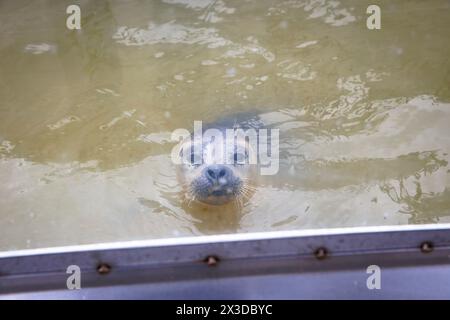 Robbenschutzgebiet A Seal in Stellendam auf der Halbinsel Goeree-Overflakkee, Südholland, Niederlande. Hier sind vor allem junge Robbenjungen, die ihre verloren haben Stockfoto