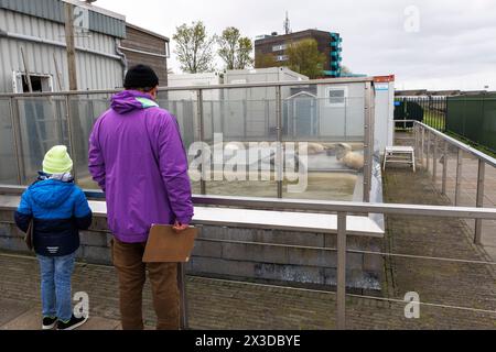 Robbenschutzgebiet A Seal in Stellendam auf der Halbinsel Goeree-Overflakkee, Südholland, Niederlande. Hier sind vor allem junge Robbenjungen, die ihre verloren haben Stockfoto