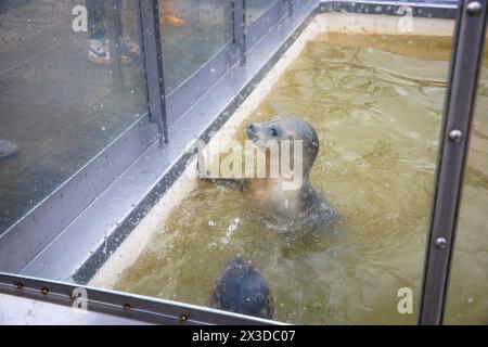 Robbenschutzgebiet A Seal in Stellendam auf der Halbinsel Goeree-Overflakkee, Südholland, Niederlande. Hier sind vor allem junge Robbenjungen, die ihre verloren haben Stockfoto