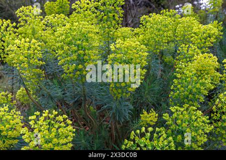 Euphorbia character, Deutschland. Palisaden-Wolfsmilch (Euphorbia characters ias), Deutschland. Stockfoto