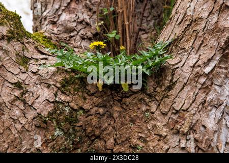 löwenzahn (lat. Taraxacum) wächst auf einem Gabelzweig eines Baumes, Deutschland. Loewenzahn (lat. Taraxacum) waechst in der Astgabel eines Baums, Deutschland Stockfoto