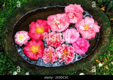 kamelienblüten schweben in einer Schüssel Wasser. Kamelienblueten (Kamelien) schwimmen in einem Wasserbecken. Stockfoto