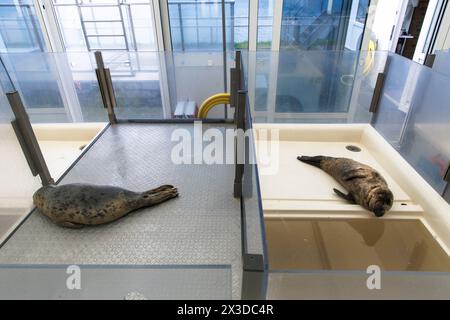 Robbenschutzgebiet A Seal in Stellendam auf der Halbinsel Goeree-Overflakkee, Südholland, Niederlande. Hier sind vor allem junge Robbenjungen, die ihre verloren haben Stockfoto