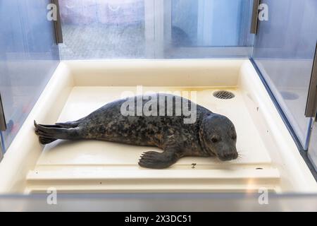 Robbenschutzgebiet A Seal in Stellendam auf der Halbinsel Goeree-Overflakkee, Südholland, Niederlande. Hier sind vor allem junge Robbenjungen, die ihre verloren haben Stockfoto