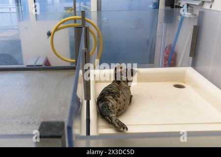 Robbenschutzgebiet A Seal in Stellendam auf der Halbinsel Goeree-Overflakkee, Südholland, Niederlande. Hier sind vor allem junge Robbenjungen, die ihre verloren haben Stockfoto