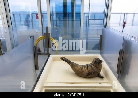 Robbenschutzgebiet A Seal in Stellendam auf der Halbinsel Goeree-Overflakkee, Südholland, Niederlande. Hier sind vor allem junge Robbenjungen, die ihre verloren haben Stockfoto