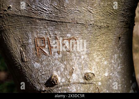 Baumschnitzereien an einer alten Buche im Naturschutzgebiet de Manteling bei Oostkapelle auf der Halbinsel Walcheren, Zeeland, Niederlande. Baumschnitzer Stockfoto