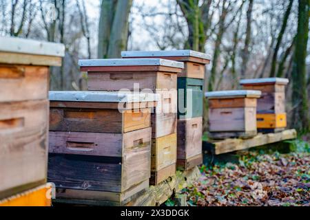 Traditionelles Bienenhaus im Wald. Raw von hölzernen, bunten Bienenstöcken. Bienenstock im Bienengarten. Nest von Bienenvölkern, hexagonale prismatische Wachszellen Stockfoto