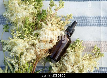 Filipendula ulmaria, auch bekannt als Mädesüß oder Met Würze ätherisches Öl oder Elixier in kleiner Pipettenflasche mit frischer Filipendula ulmaria Blume. Stockfoto