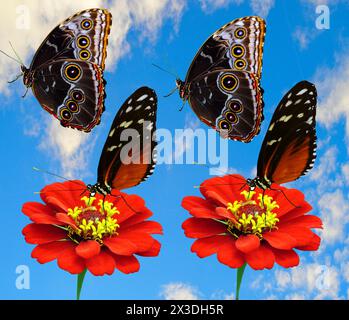 2 Schmetterlinge Heliconius hecate lateinischer Name Heliconius hecate) und 2 Blaue Morpho Schmetterlinge lateinischer Name Morpho peleides Stockfoto