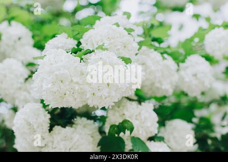 Schöner Zweig mit weißen Blumen von Viburnum Boule de Neige Roseum in einem Frühlingsgarten. Selektiver Fokus. Stockfoto