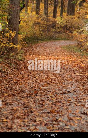 Virginia, USA Pfad in einem Laubwald Ende Oktober. Stockfoto