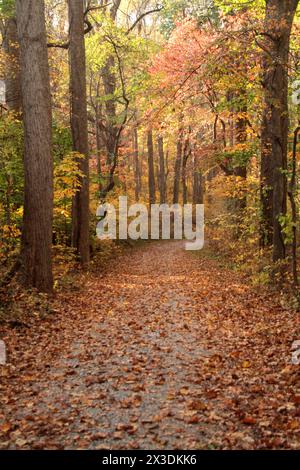 Virginia, USA Pfad in einem Laubwald Ende Oktober. Stockfoto