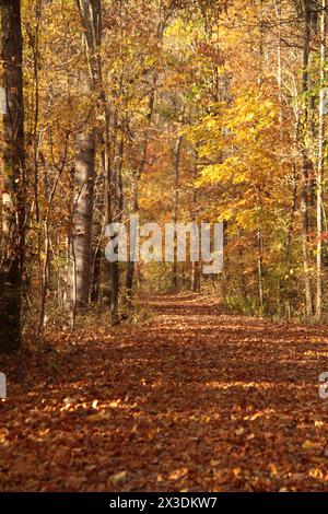 Virginia, USA Pfad in einem Laubwald Ende Oktober. Stockfoto