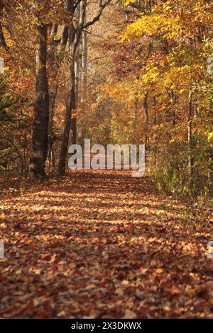 Virginia, USA Pfad in einem Laubwald Ende Oktober. Stockfoto
