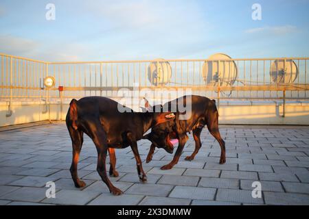 Zwei schöne braune Doberman Pinscher spielen mit Stock auf dem Dach Stockfoto