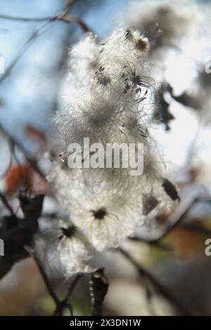 Virginia, USA, Nahaufnahme der Samen von Clematis vitalba im Herbst. Stockfoto