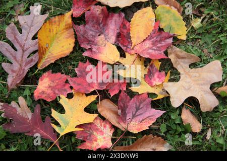 Virginia, USA, verschiedene Herbstblätter auf dem Boden. Stockfoto