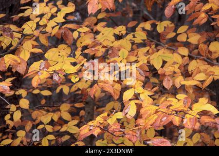 Virginia, USA, Blätter eines amerikanischen Buchenbaums ändern ihre Farbe im Herbst. Stockfoto