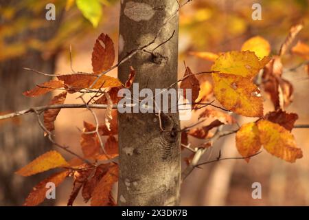 Virginia, USA, Blätter eines amerikanischen Buchenbaums ändern ihre Farbe im Herbst. Stockfoto