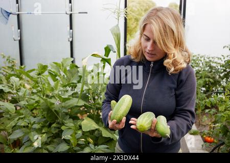 Die blonde Frau zeigt mehrere Gurken, die sie in den Händen hält, stehend im Gemüsegarten. Stockfoto