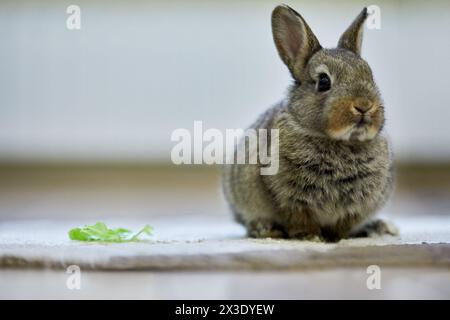Graues Zwergkaninchen sitzt drinnen auf Teppich. Stockfoto