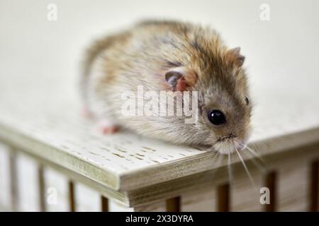 Flauschiger goldener Hamster sitzt am Rand des Tisches, flacher freiheitsgrad. Stockfoto