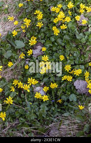 Gewöhnliches Cellandin Stockfoto