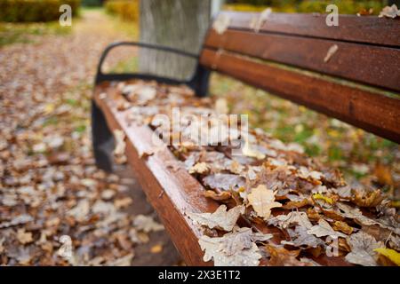 Bank im Herbstpark bedeckt mit gefallenen nassen Eichenblättern, flacher dof. Stockfoto