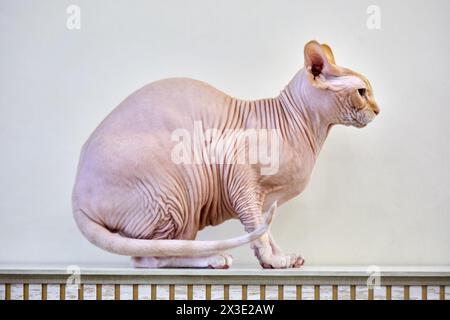 Sphynx-Katze sitzt im Profil auf dem Kaminsims. Stockfoto