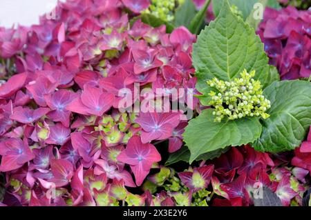 Kopenhagen /Dänemark/ 26 april 2024 /Hortensia Fllower planbts im dänischen Hauptstadt Kopenhagen.(Photo.Francis Joseph Dean/Dean Pictures) Stockfoto