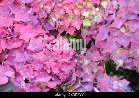 Kopenhagen /Dänemark/ 26 april 2024 /Hortensia Fllower planbts im dänischen Hauptstadt Kopenhagen.(Photo.Francis Joseph Dean/Dean Pictures) Stockfoto