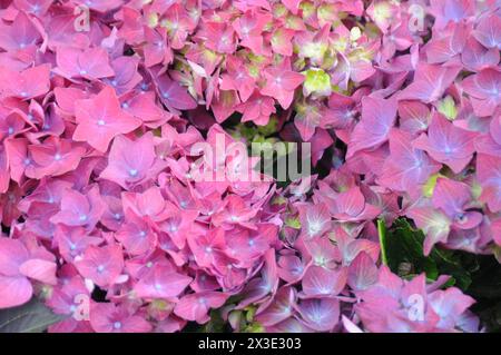 Kopenhagen /Dänemark/ 26 april 2024 /Hortensia Fllower planbts im dänischen Hauptstadt Kopenhagen.(Photo.Francis Joseph Dean/Dean Pictures) Stockfoto