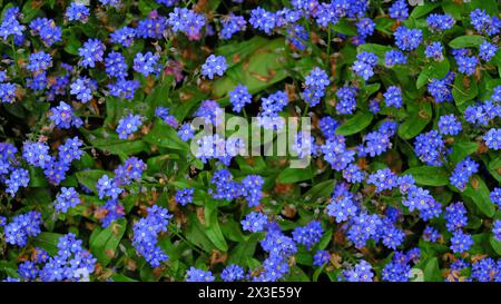 Floraler Hintergrund kleiner blauer Vergissmeinnots-Blüten. Ein Glade blauer Blumen. Stockfoto