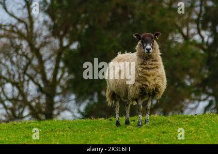 Ein Schaf in einem Feld im Annandale Valley bei Moffat in Dumfries and Galloway, Schottland, Großbritannien Stockfoto