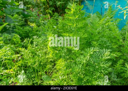 Im Garten sprießen Pflanzen, im Beet wachsen Karotten. Ökologischer Landbau, Landwirtschaftskonzept Stockfoto