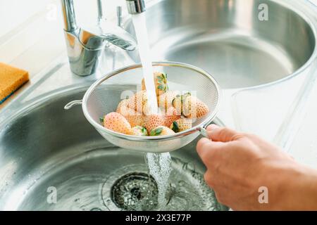 Ein Mann spült einige weiße Erdbeeren in einem Sieb unter fließendem Wasser des Küchenhahns ab Stockfoto